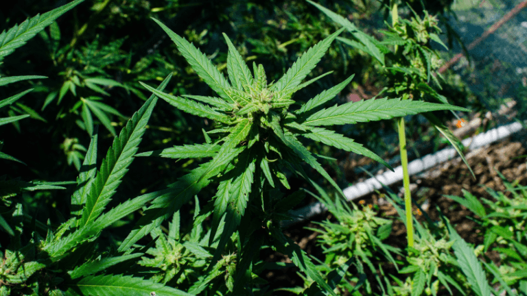 PRF apreende 300 Kg de maconha em Naviraí (MS)