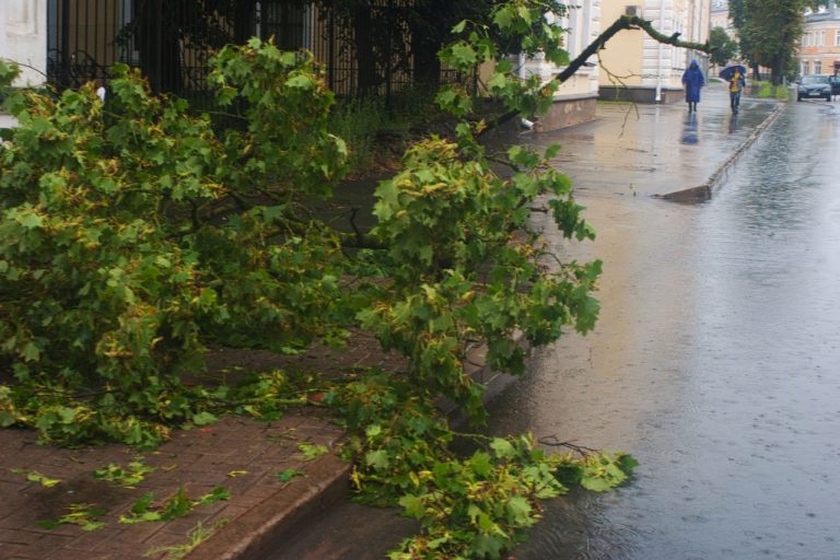 Galho caído em uma rua urbana molhada após a chuva, com pedestres ao fundo.